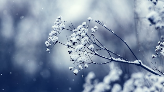 Snow-covered dry branches of grass during a snowfall