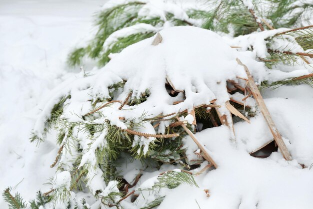 Snow-covered dry grass and fir tree, closeup