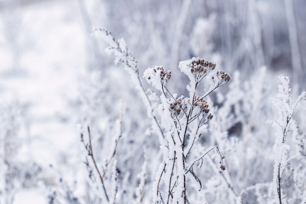 Piante secche coperte di neve. sfondo di natale e capodanno invernale