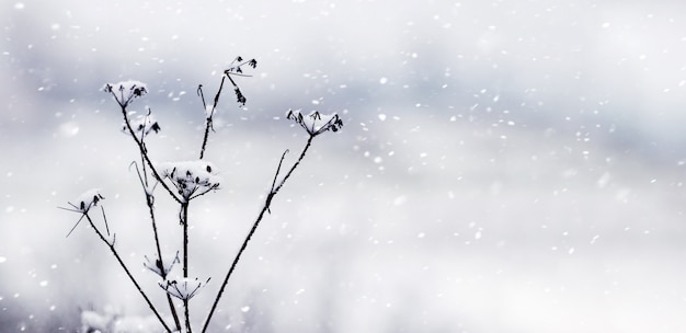 Steli d'erba secchi coperti di neve durante una bufera di neve