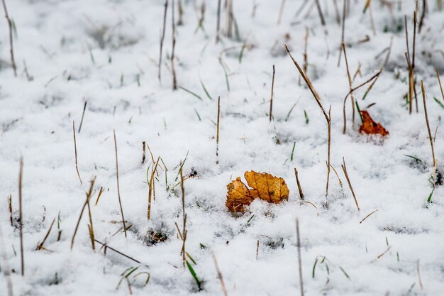 枯れた草の中で雪に覆われた乾燥した葉