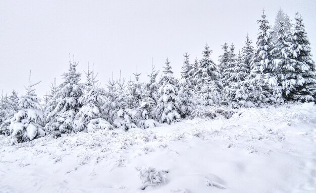 Foto campo di neve coperto da alberi contro il cielo