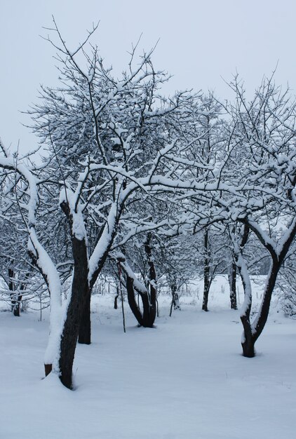 Snow-covered field and trees at winter in Latvia