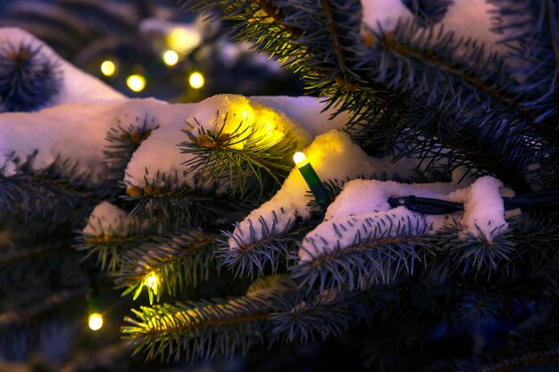 Snow covered fir branches with decorative included christmas garlands at night