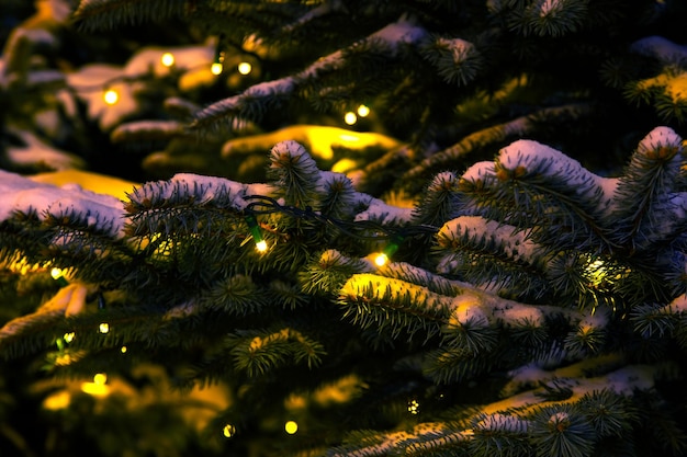 Snow covered fir branches with decorative included christmas garlands at night