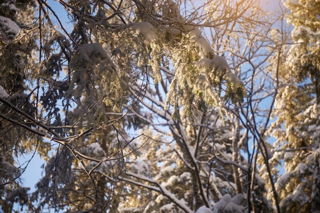 눈 덮인 숲에서 전나무 브런치 Suuny day 카르파티아 산맥 우크라이나의 겨울 관광 산책로