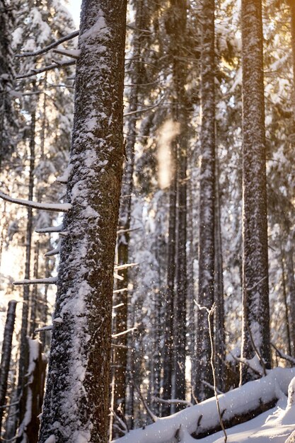 Заснеженные еловые ветки в лесу Солнечный день Зимние туристические тропы в Карпатах Украина