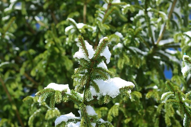 Snow covered fir tree branches outdoors. Winter nature details.