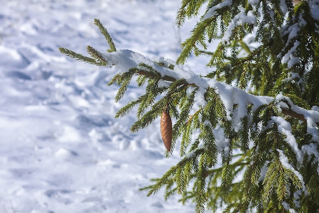 Snow covered fir tree branches with cones outdoors. Winter nature details.