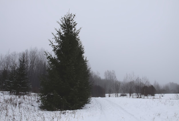 寒い冬の日は雪がモミの木を覆いました。東ヨーロッパの季節の自然。