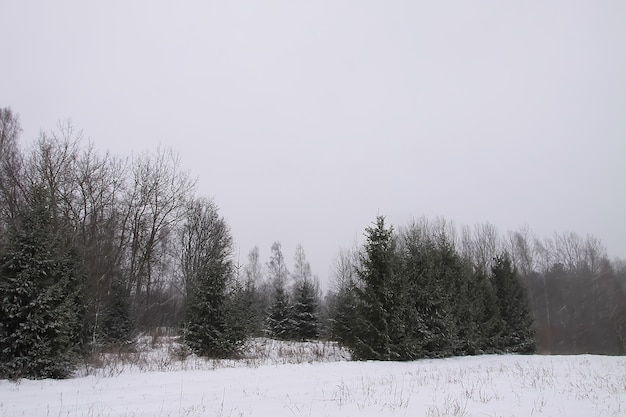 Заснеженные ели в холодный зимний день. Сезонная природа Восточной Европы.
