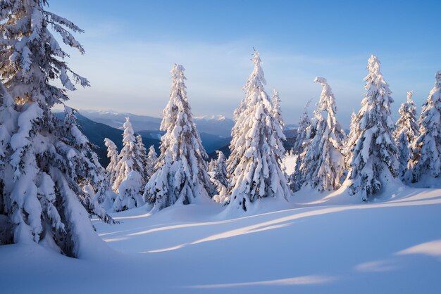 Snow covered fir trees in mountain forest Winter landscape in sunny morning Snow drifts after snowfall and snowstorm