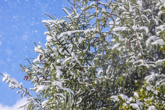 Snow covered fir trees outdoors on blue sky background. Winter nature details.