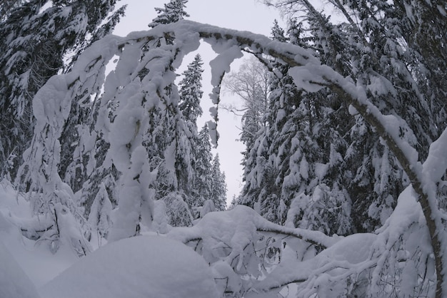 Snow covered fir trees Picturesque winter forest