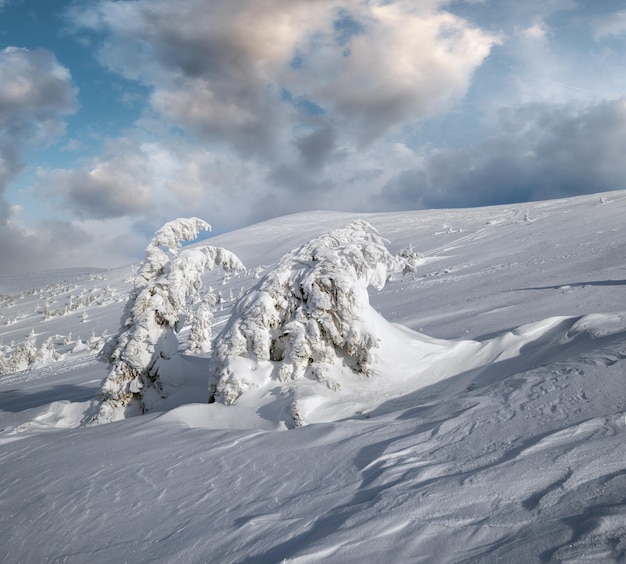 Заснеженные ели на вершинах заснеженных горных плато со снежными карнизами в далеком великолепном солнечном дне на живописном красивом альпийском хребте