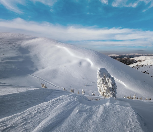 雪に覆われた松の木が雪の山の高原の頂上に 雪のカーニスが遠くに  ⁇ 麗なアルプスの山頂に 壮大な晴れの日