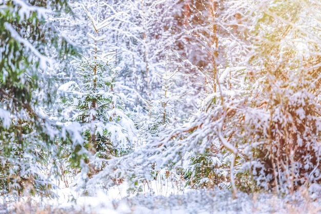 Snow covered fir trees in the winter forest with sunlight.