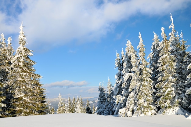 Snow covered fir trees, winter landscape background