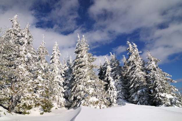 Foto abeti innevati, paesaggio invernale