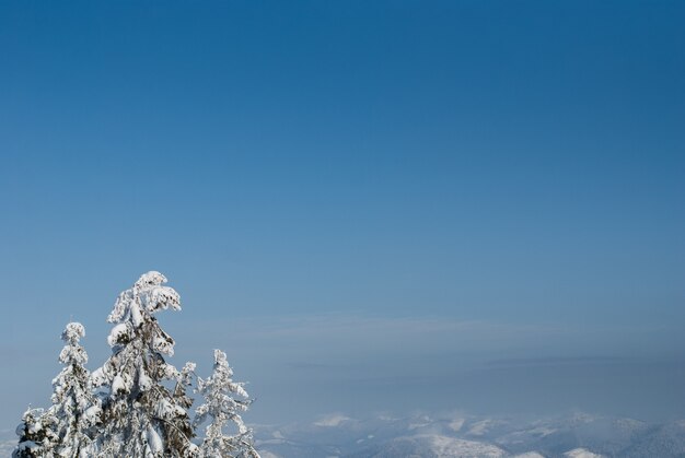 Snow-covered firs on the background of mountains in winter