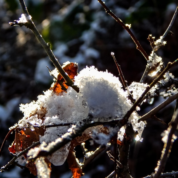 snow-covered foliage on the tree