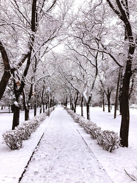 Foto un sentiero coperto di neve in mezzo agli alberi