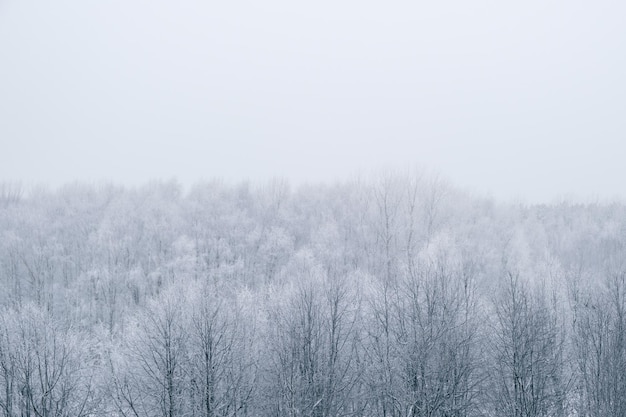 Фото Заснеженный лес и небо. прохладный фон зимний пейзаж.