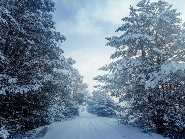 Strada forestale innevata in una foresta di abeti rossi in una fredda giornata invernale