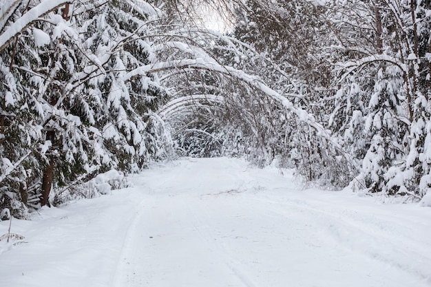 Заснеженная лесная дорога, деревья провисают под тяжестью снега, образуя естественные арки над дорогой.