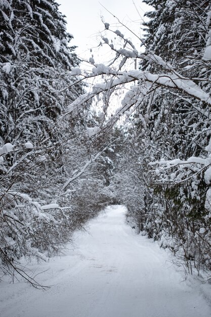 雪に覆われた林道。雪の重みで木々が垂れ下がり、道路の上に自然のアーチができています。