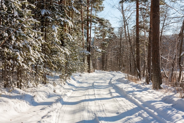 Snow covered forest road