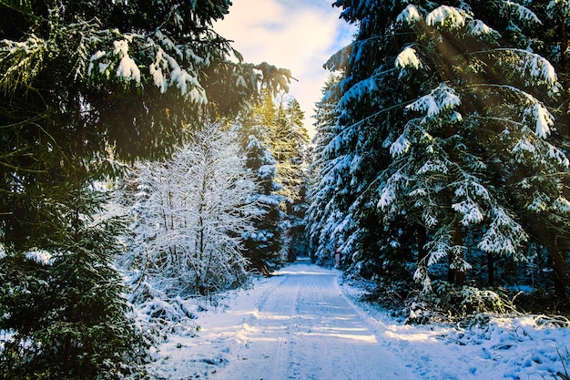 Snow covered forest theme