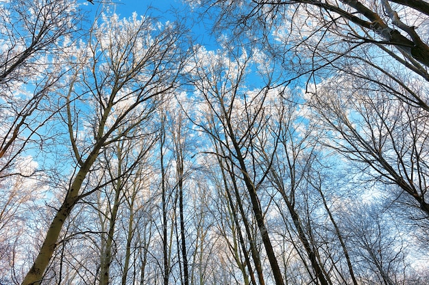 The snow-covered forest.