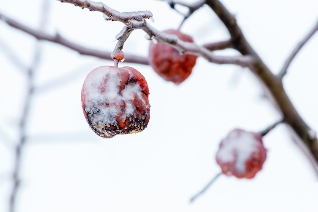 Snow covered frozen rotten apples on a tree in winter