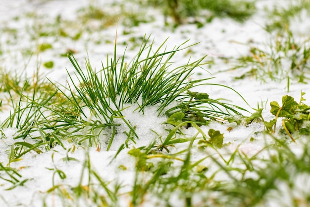 初冬の庭の雪に覆われた緑の草