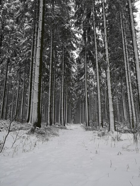Photo snow covered land amidst trees in forest