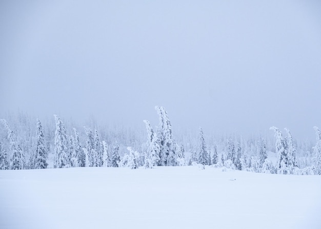 写真 空に照らされた雪に覆われた土地と木々