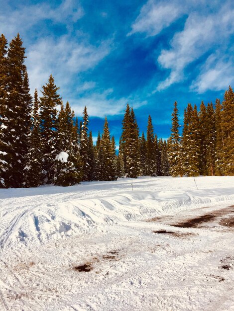 写真 空に照らされた雪に覆われた土地と木々