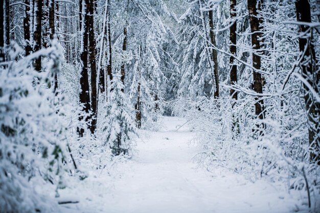 Foto terra innevata coperta da alberi nella foresta