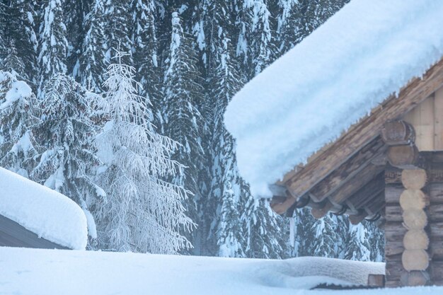 Snow covered land by trees