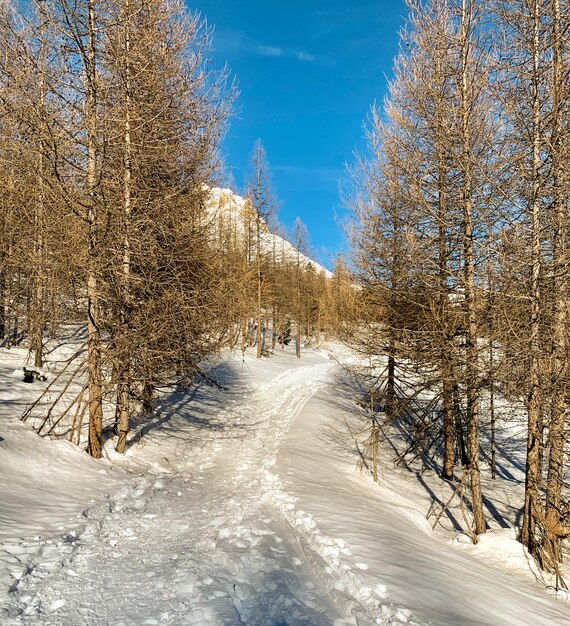 Snow covered land and trees against sky