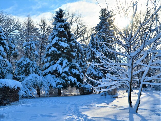 Snow covered land and trees against sky