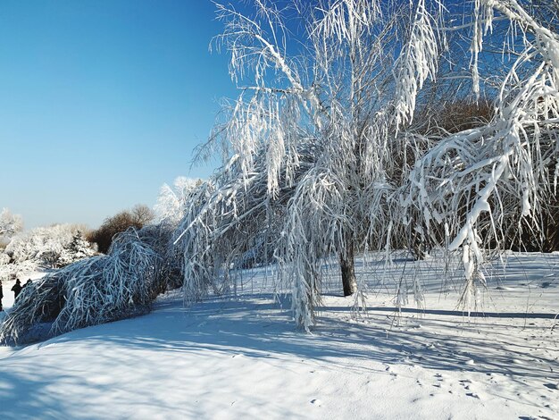 Photo snow covered land and trees against sky