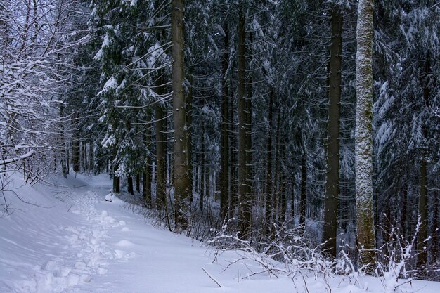 Snow covered land and trees in forest