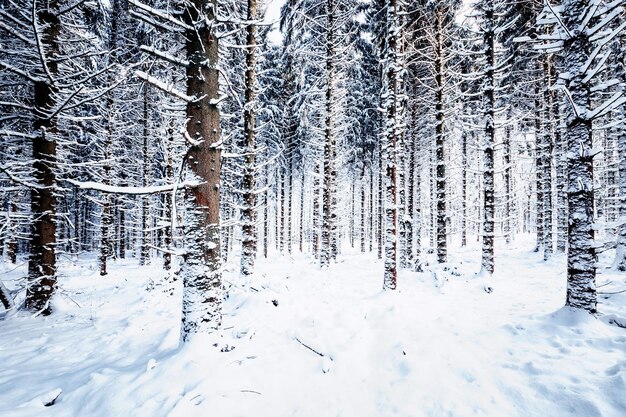 Snow covered land and trees in forest