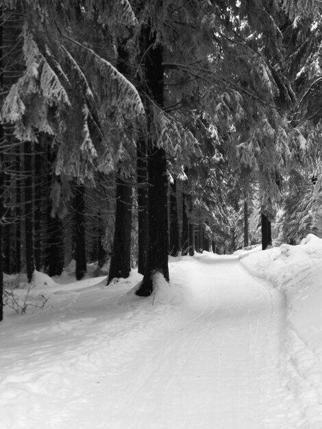 Snow covered land and trees in forest