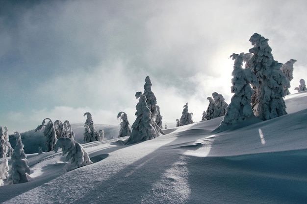 雪に覆われた風景