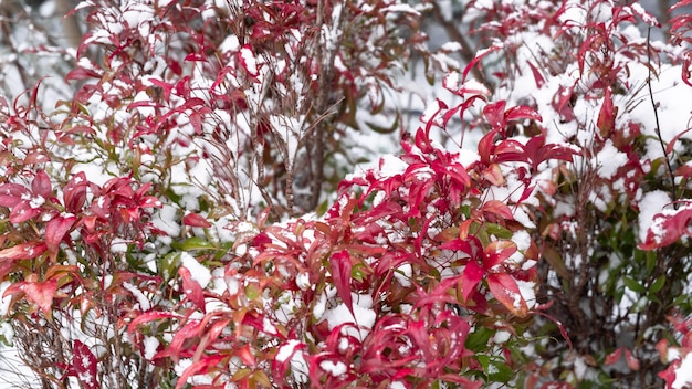 Snow covered leaves