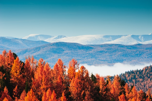 Photo snow-covered mountain peaks and yellow autumn trees. beautiful autumn landscape in altai, siberia, russia