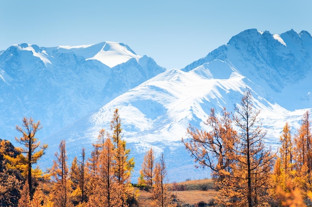 雪に覆われた山頂と黄色い秋の木々。ロシア、シベリア、アルタイの北チュヤ尾根の眺め